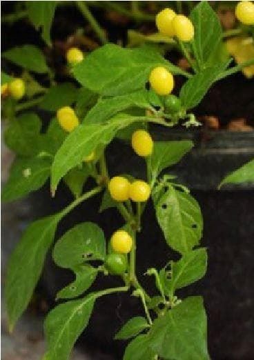 Pepper (Chilli) Cumari Seeds