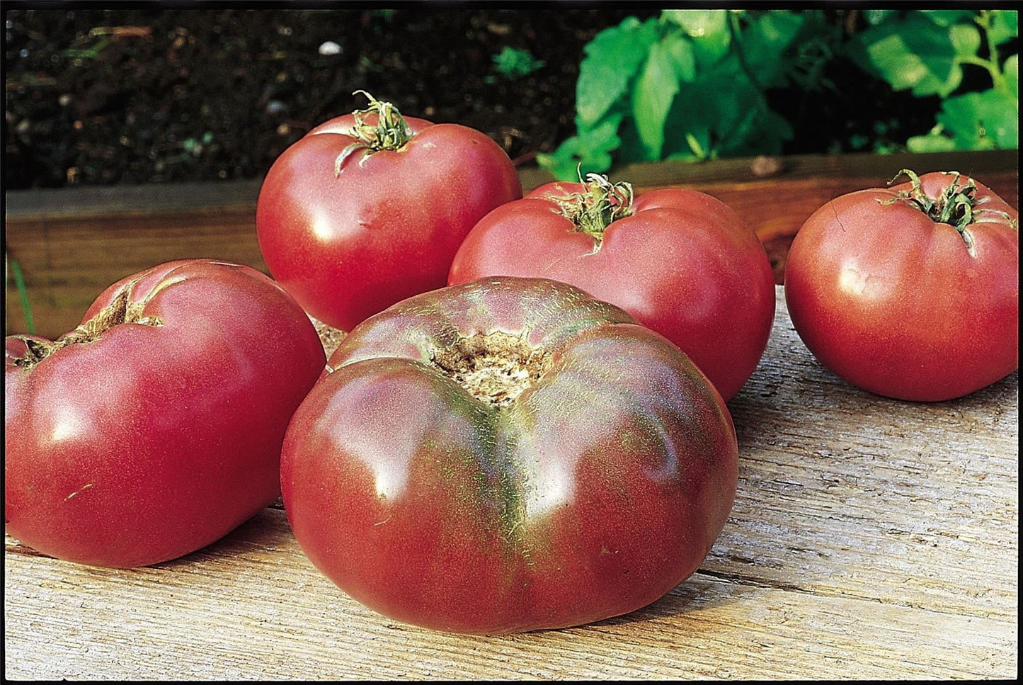 Tomato Cherokee Purple Seeds
