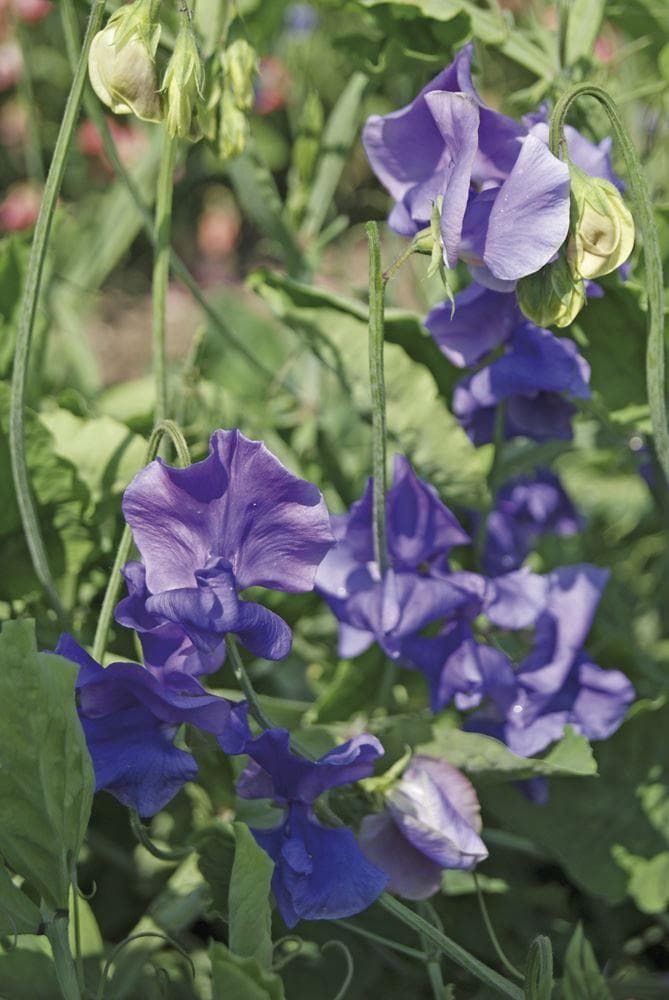 Sweet Pea Spencer Noel Sutton Seeds