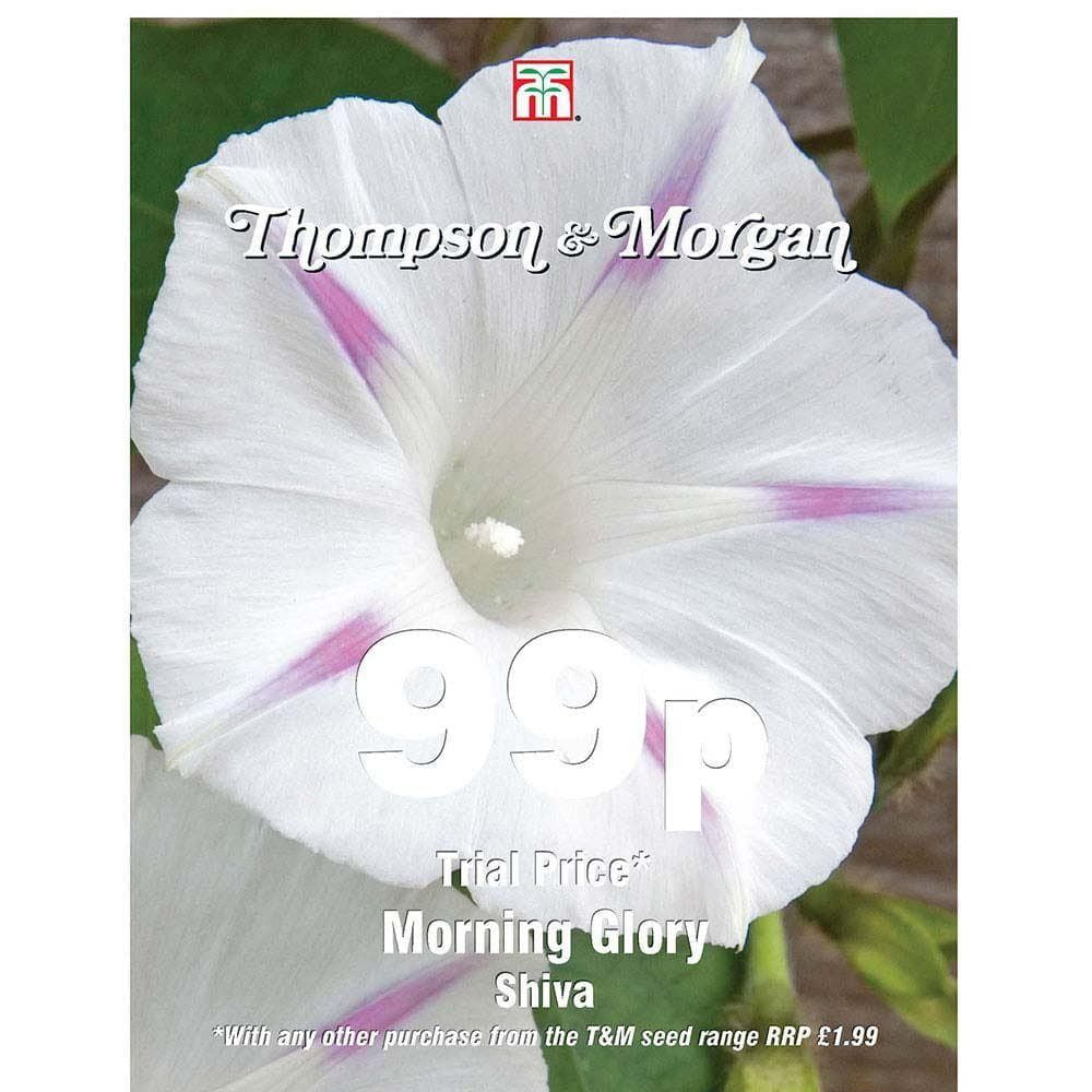 Thompson & Morgan - 99p Flower - Morning Glory - Shiva - 25 Seeds
