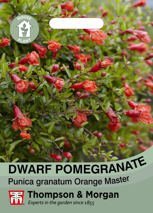 Thompson & Morgan House Plant - Dwarf Pomegranate Plant  - 8 Seeds