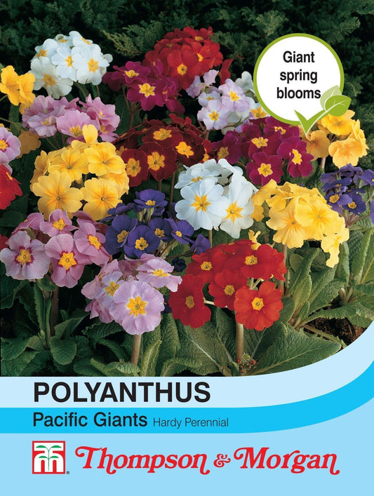 Thompson & Morgan Polyanthus Pacific Giants Mixed 15 Seed