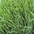 Organic Vegetable Annual Ryegrass Westerwold