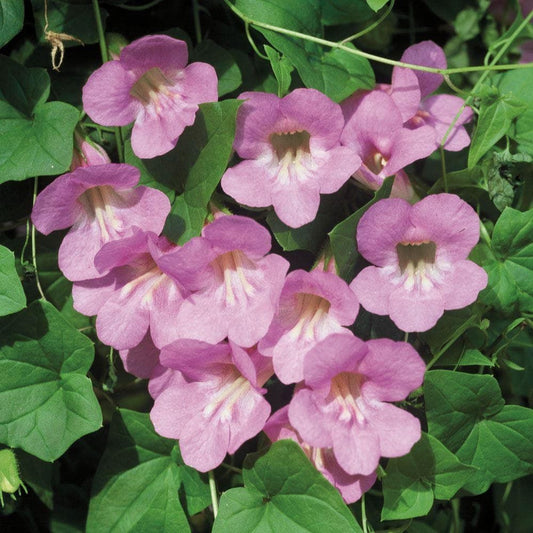 Asarina Scandens Mystic Series Rose Seeds