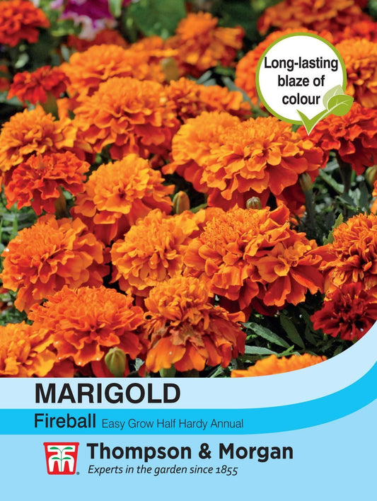 Thompson & Morgan - Flower - Marigold - Fireball - 40 Seeds