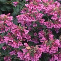Penstemon lyallii Seeds