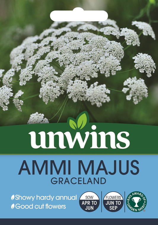 Unwins Ammi Majus Graceland 50 Seeds