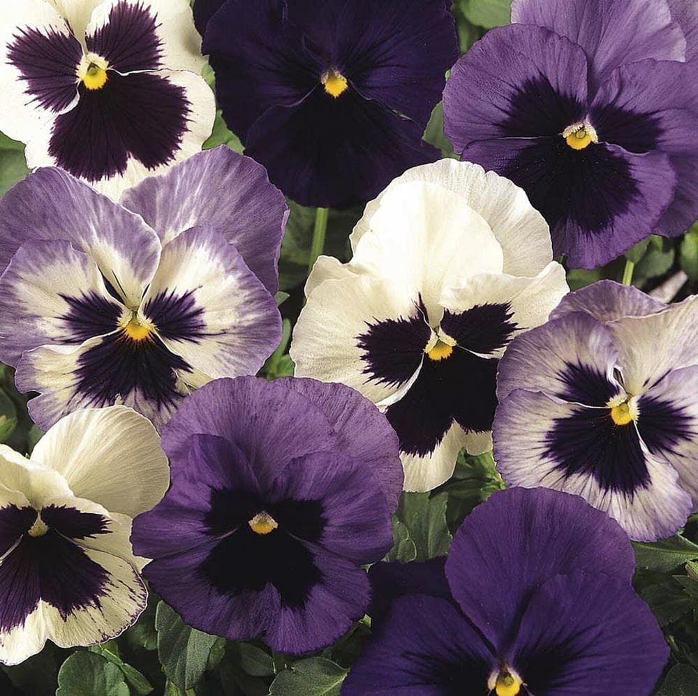 Matrix Raspberry Mix Pansy Matrix Ocean Breeze Mix F1 Hybrid Seeds – JustSeed