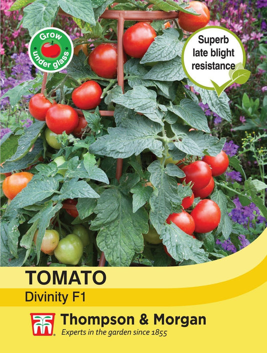Thompson & Morgan Tomato Divinity 6 Seeds