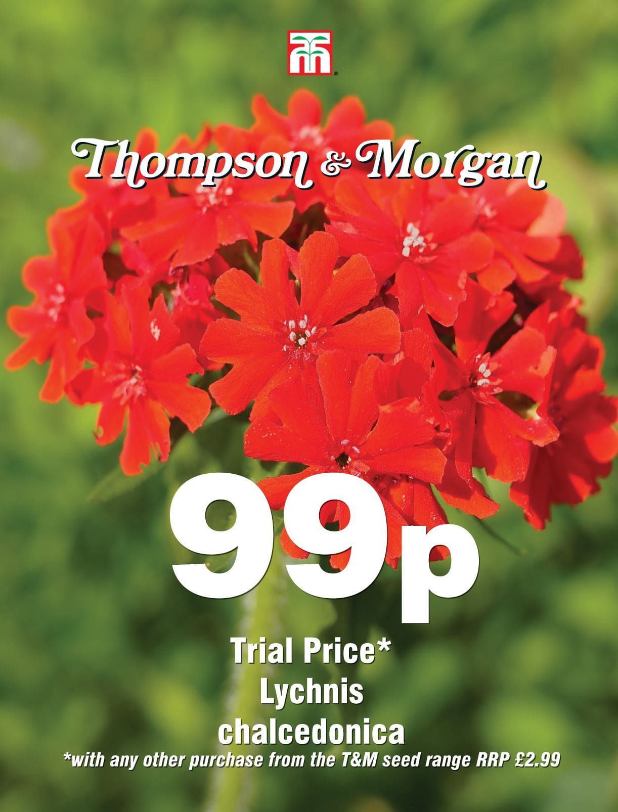 Thompson & Morgan - 99p Flower - Lychnis Chalcedonica - 60 Seeds