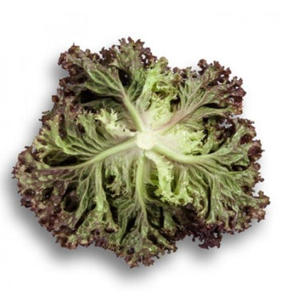 Leaf Red Lettuce Cencibel RZ (85-97) Untreated Seeds