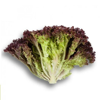 Leaf Red Lettuce Cencibel RZ (85-97) Untreated Seeds