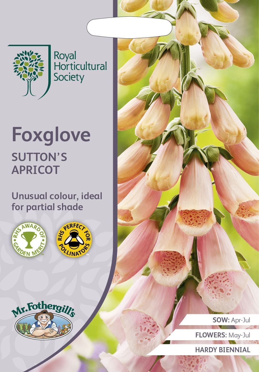 Mr Fothergills RHS Foxglove Sutton's Apricot 2500 Seeds