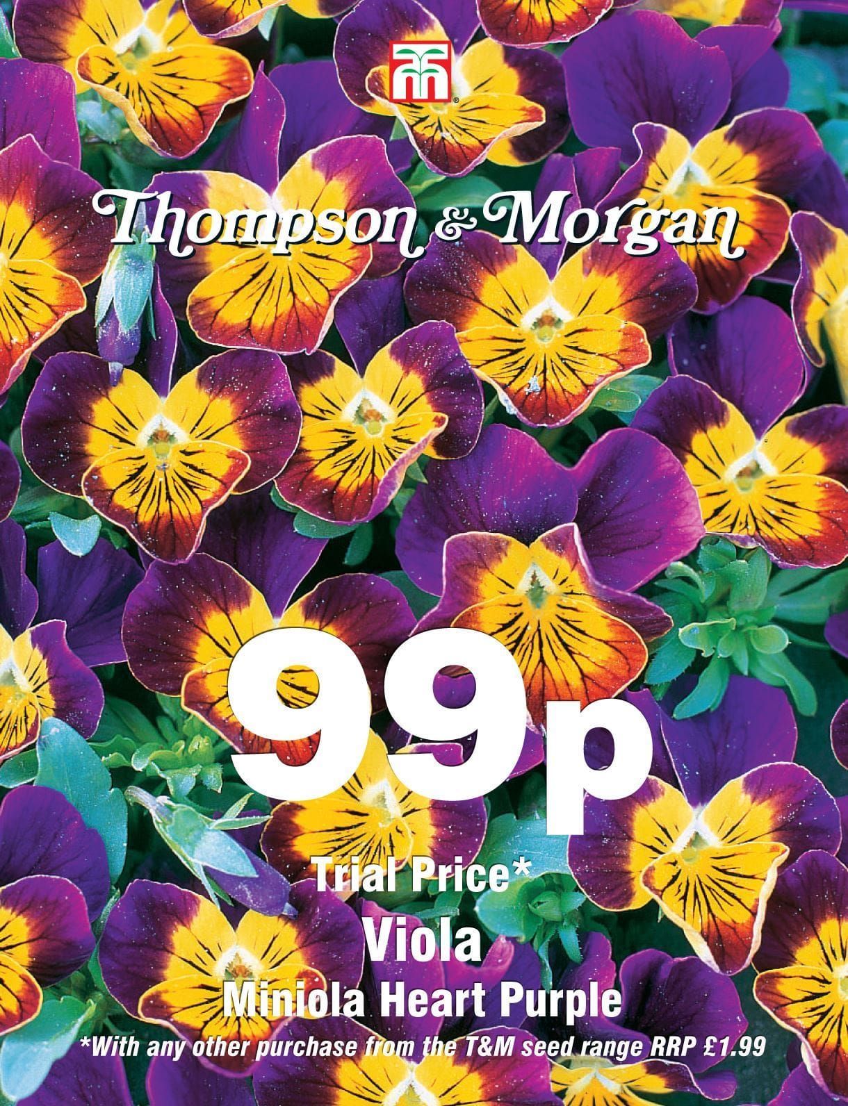 Thompson & Morgan - 99p Flower - Viola - Miniola Heart Purple - 50 Seeds