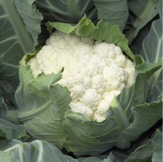 Cauliflower Chambord RZ F1 Hybrid (26 -104) Untreated Seeds
