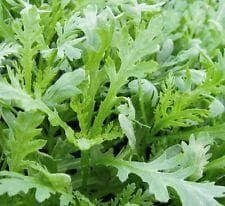 Chopsuey Greens - Chrysanthemum coronarium Seeds – JustSeed