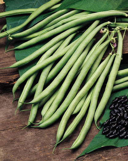 Climbing French Bean Cobra Seeds – Stringless High Yield