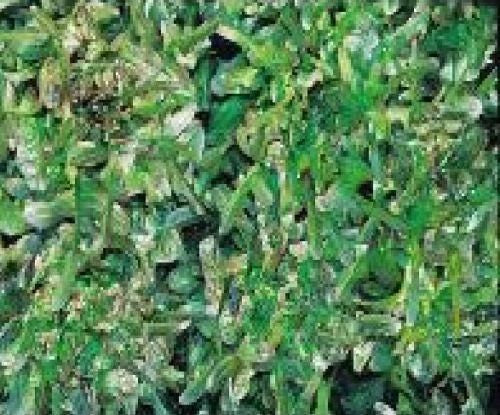 Lettuce Cocarde Seeds