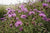 Wild Flower Common Knapweed Centaurea Nigra