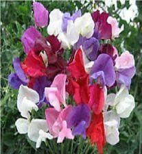 Sweet Pea Continental Mix Seeds