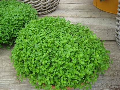 Mentha requienii  Corsican Mint Seeds