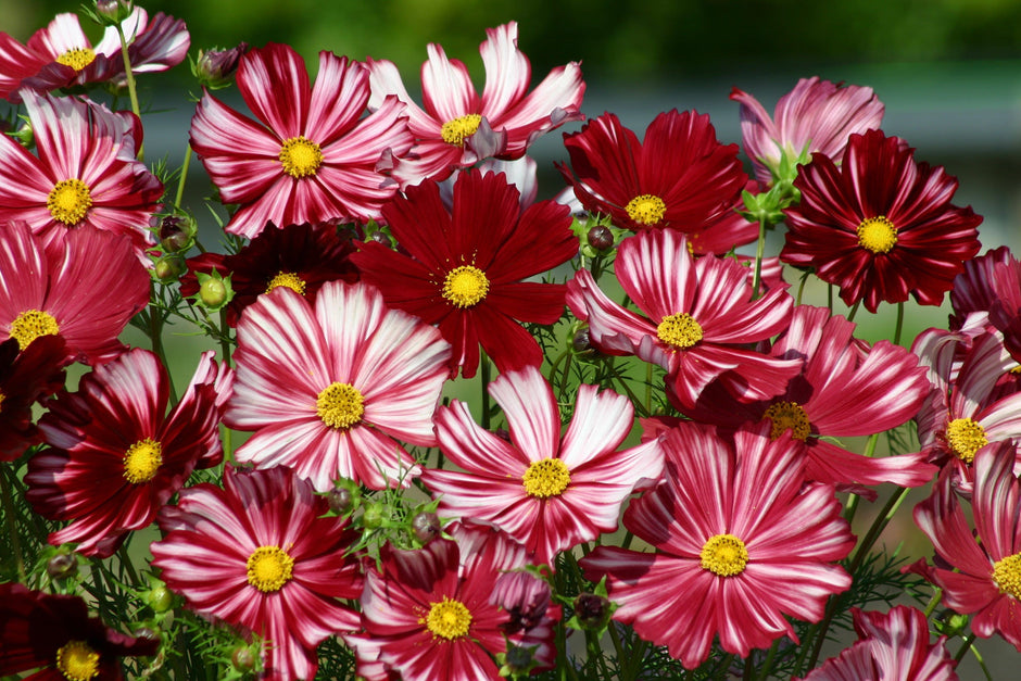 Cosmos Razzmatazz Cosmos Seed Large Range Online UK – JustSeed