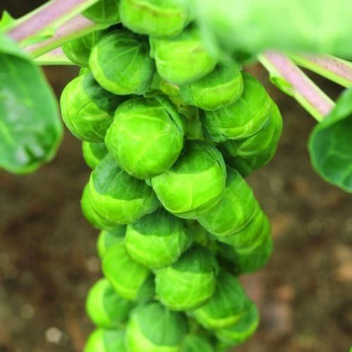 Brussels Sprout Crispus F1 Hybrid Seeds