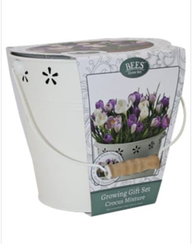 Bees Friends Crocus - Large Mix - Bulb Spring Flower Bucket Growing Kit