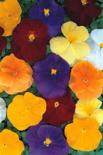 Pansy Crystal Clear Mixed Seeds