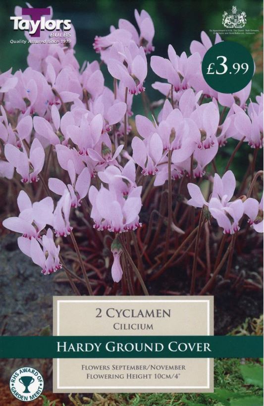 Taylors - Cyclamen cilicium - 2 Corms