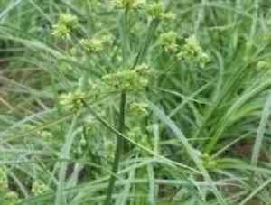 Grass Cyperus Glaber Seeds