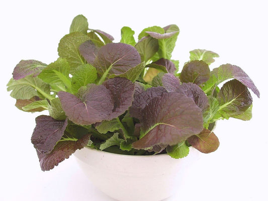 Organic Salad Red Mustard Osaka Purple Seeds
