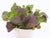 Organic Salad Red Mustard Osaka Purple