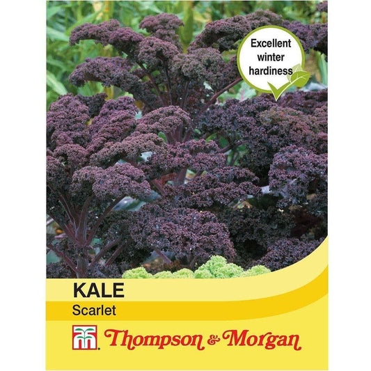 Thompson & Morgan Kale Scarlet 200 Seed