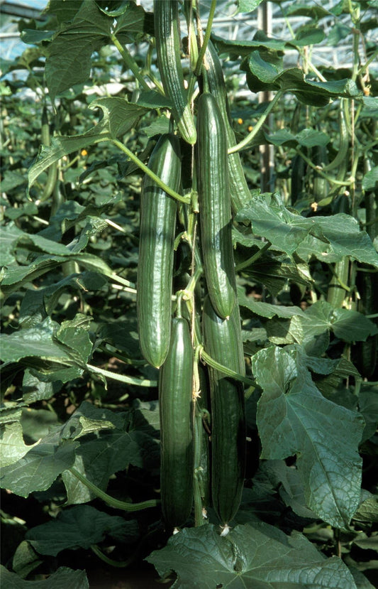 Organic Long Cucumber Cumlaude RZ F1 (2429) Seeds