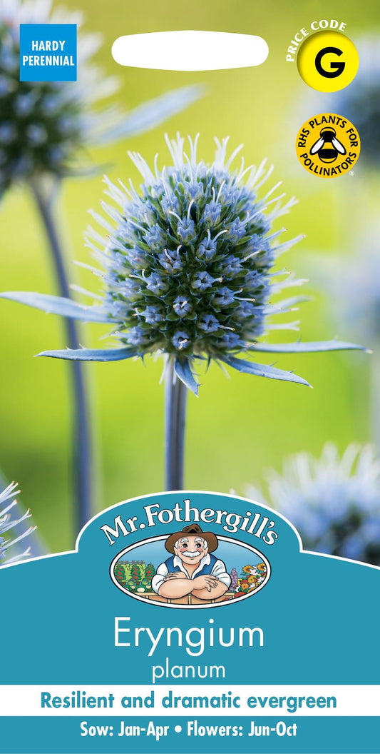 Mr Fothergills - Flower - Eryngium - Planum - 100 Seeds