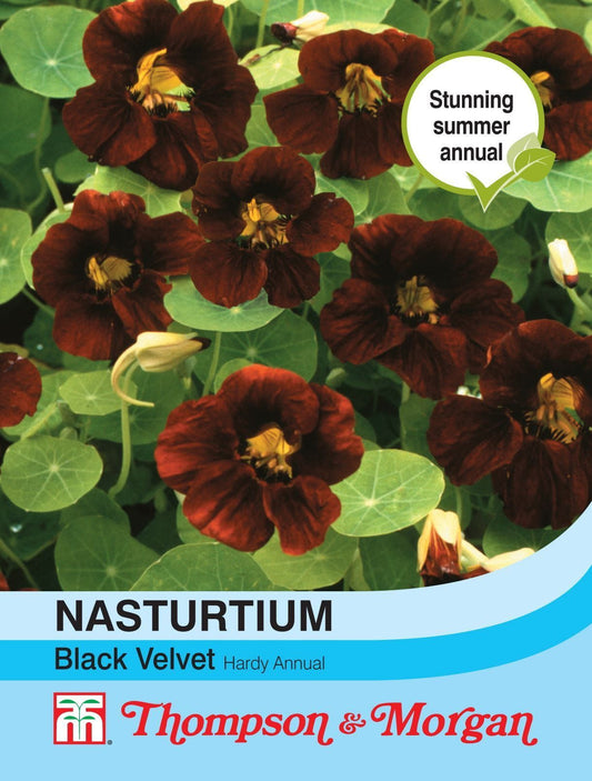 Thompson & Morgan Nasturtium Black Velvet 15 Seed