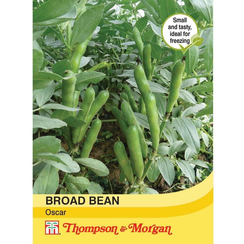 Thompson & Morgan Broad Bean Oscar 50 Seed