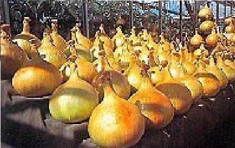 Exhibition Vegetable Robinsons Mammoth Onion Improved 100 Graded Seeds