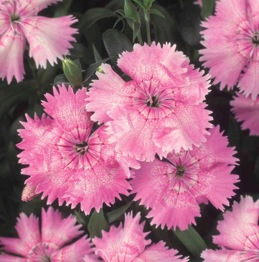 Dianthus Festival Light Pink F1 Hybrid Seeds
