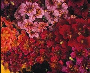 Salpiglossis Royale Mixed F1 Hybrid Seeds