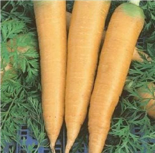 Carrot Solar Yellow Seeds