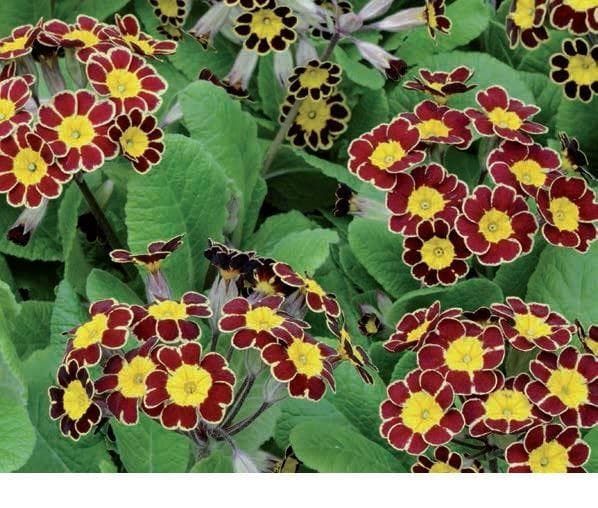 Primula (Polyanthus) Victoriana Gold Lace Seeds