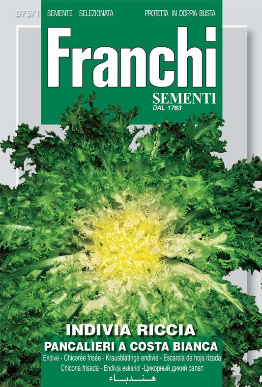 Franchi Seeds of Italy - DBO 75/1 - Endive - Pancalieri A Costa Bianca - Seeds
