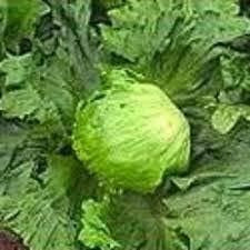 Exhibition Vegetable Lettuce Robinsons 50 Seed