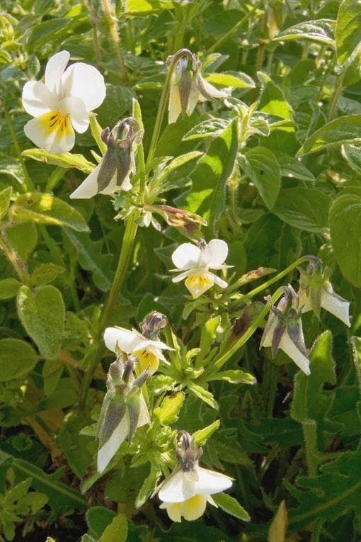 Wild Flower Field Pansy Viola arvensis Seeds