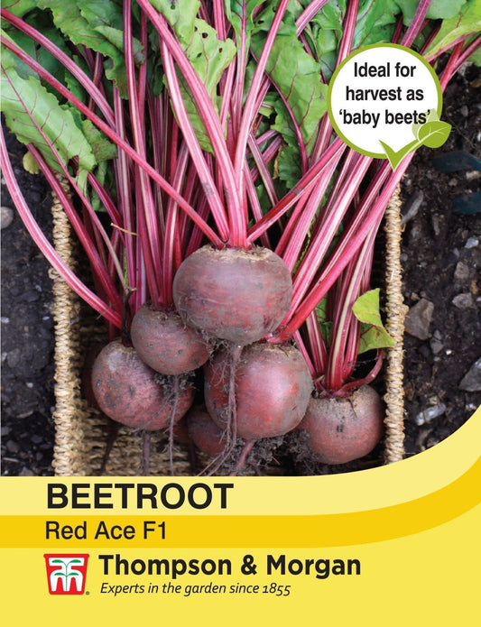 Thompson & Morgan Beetroot Red Ace F1 Hybrid 150 Seed