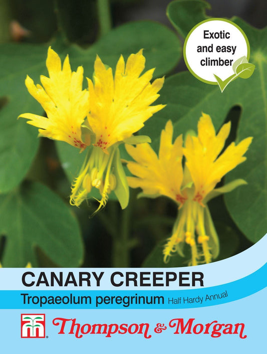 Thompson & Morgan Canary Creeper (Tropaeolum Peregrinum) 15 Seed