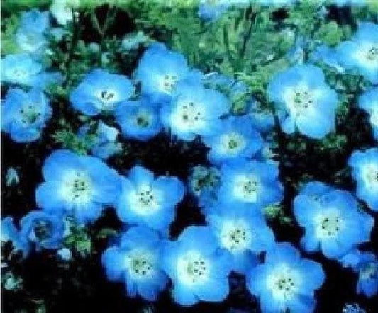 Nemophila menziesii Baby Blue Eyes Seeds