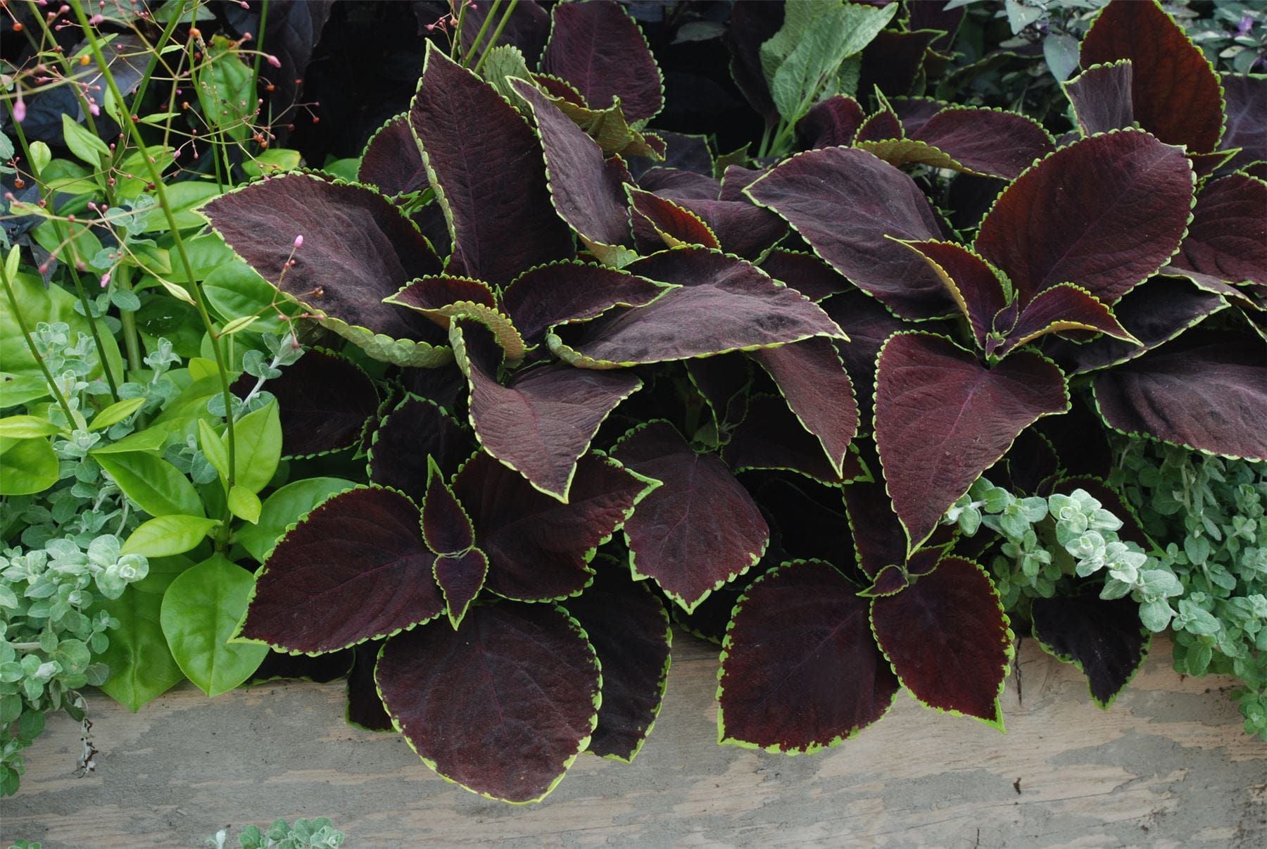 Coleus Chocolate Mint Seeds – Pelleted Decorative Foliage – JustSeed